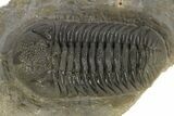 Detailed Morocops Trilobite - Visible Eye Facets #186736-3